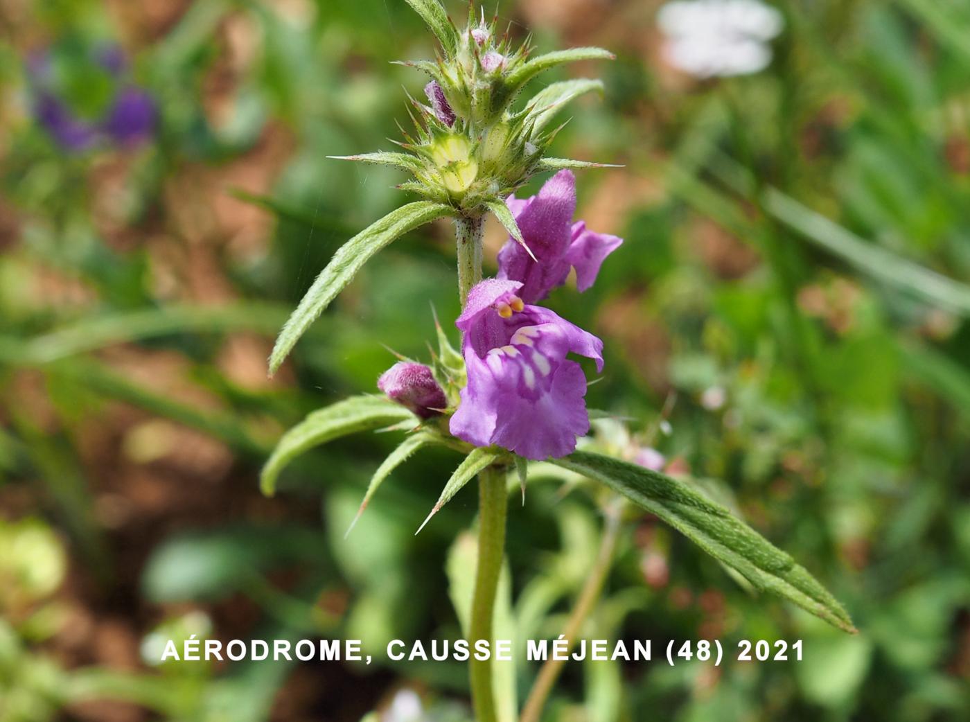 Hemp-Nettle, Narrow-leaved flower